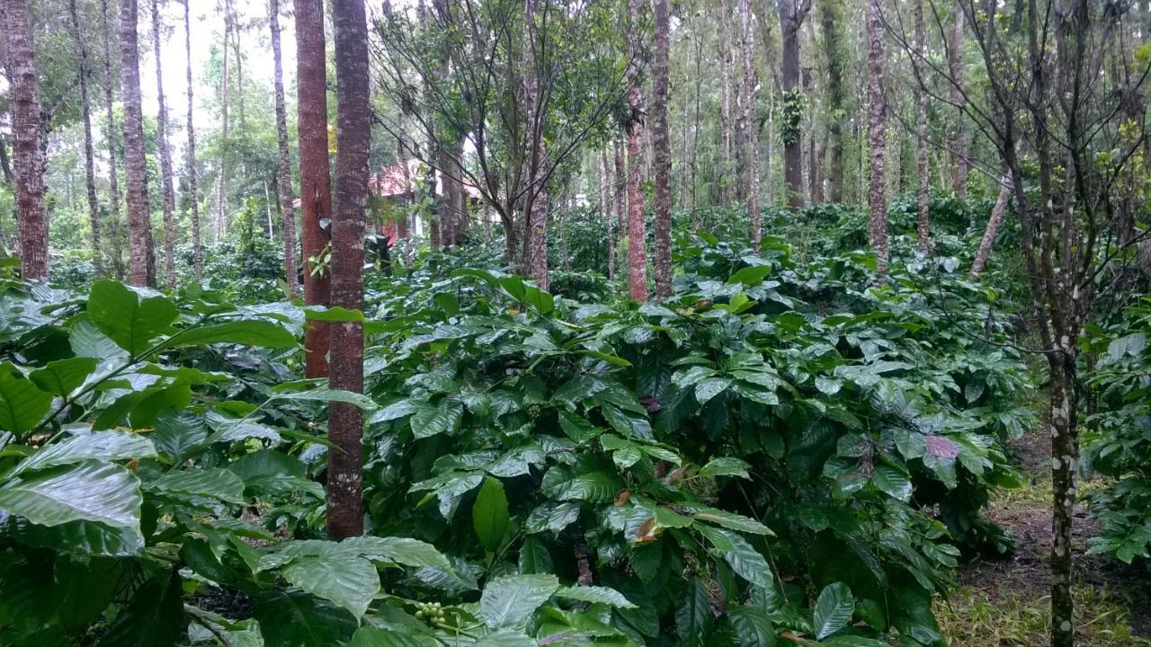 Rai Cottage @ Coorg ,Suntikoppa Esterno foto