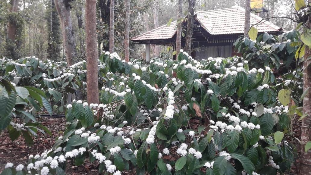 Rai Cottage @ Coorg ,Suntikoppa Esterno foto