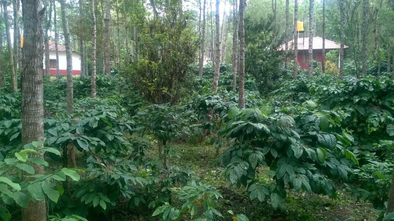 Rai Cottage @ Coorg ,Suntikoppa Esterno foto